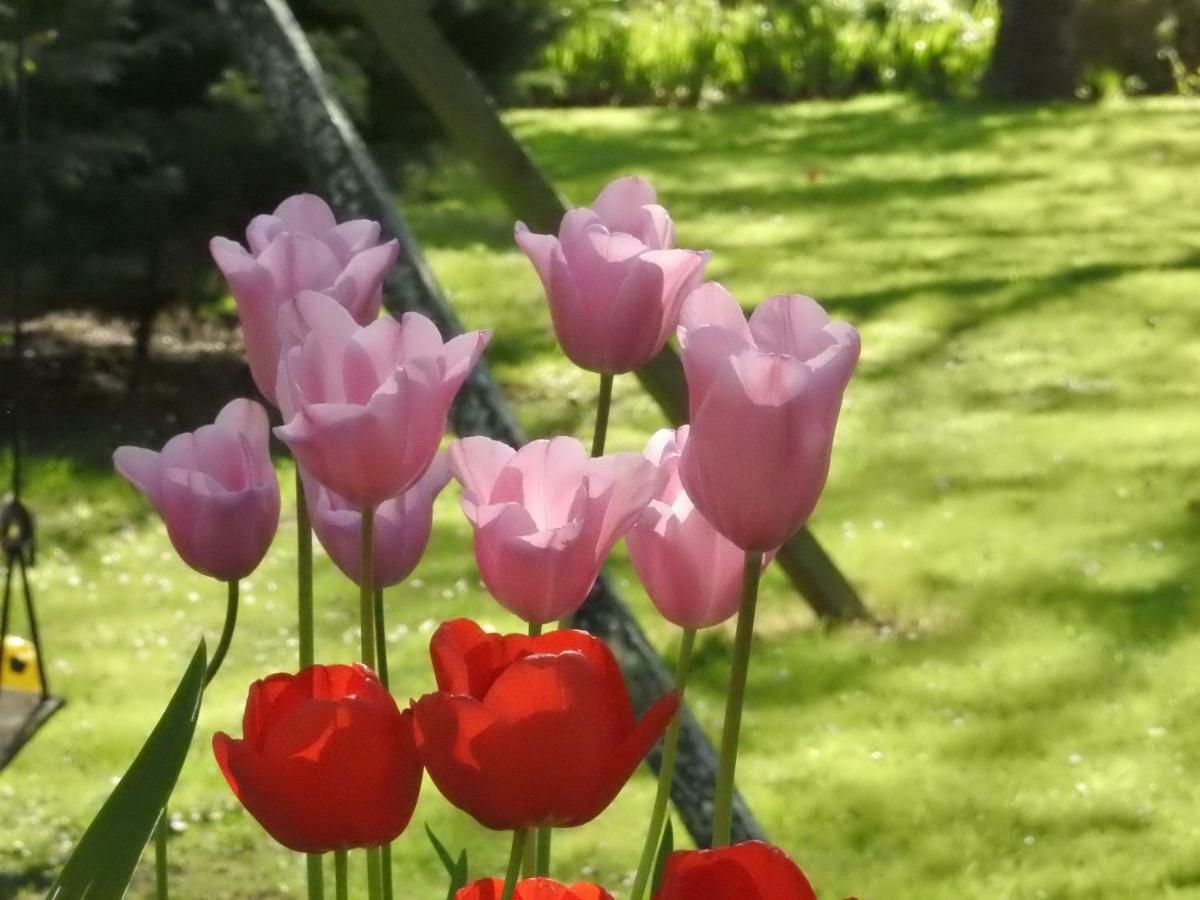 Bed and Breakfast Les Demeures De La Laigne Allas-Bocage Екстер'єр фото